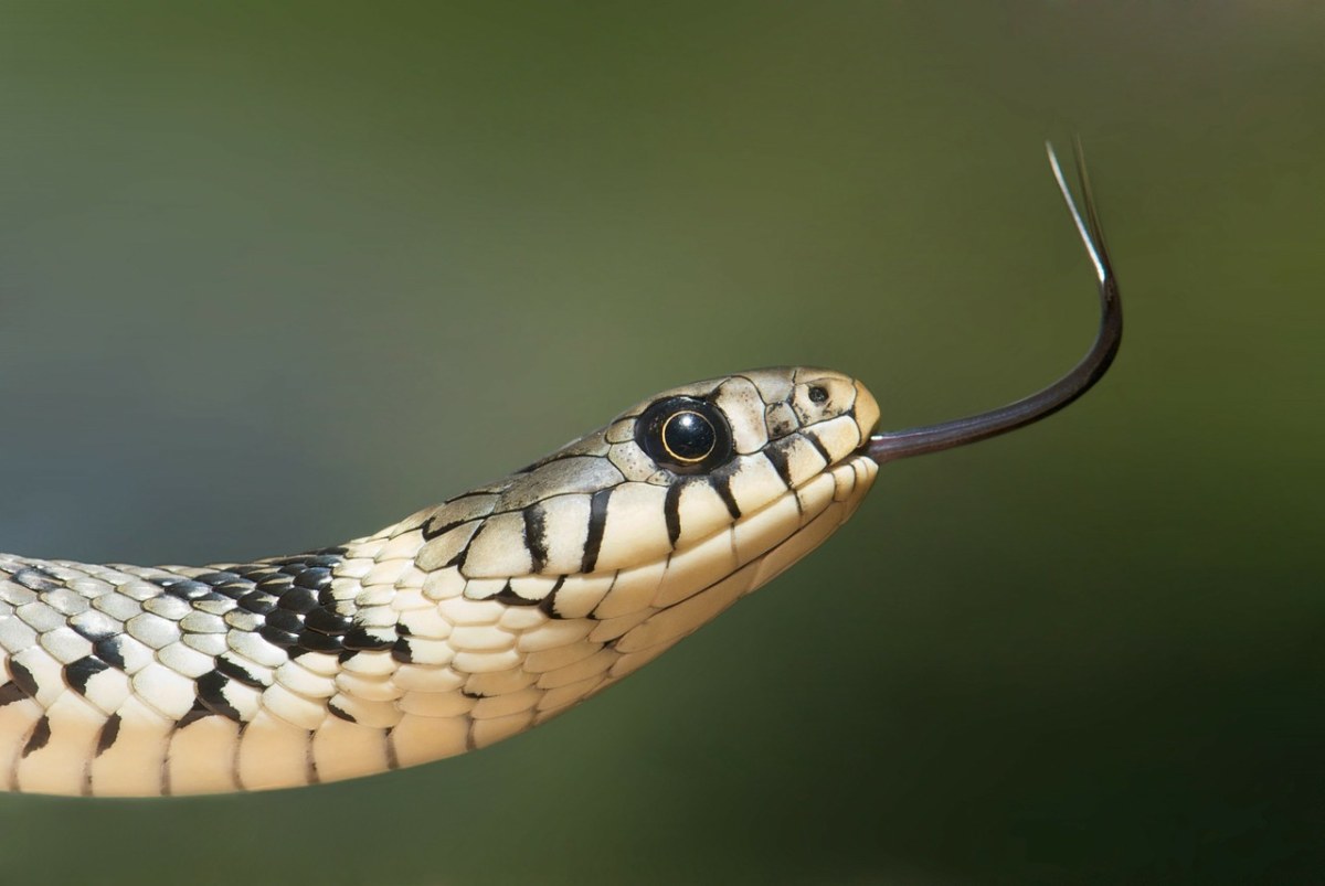 草蛇、蛇、蛇亚免费图片