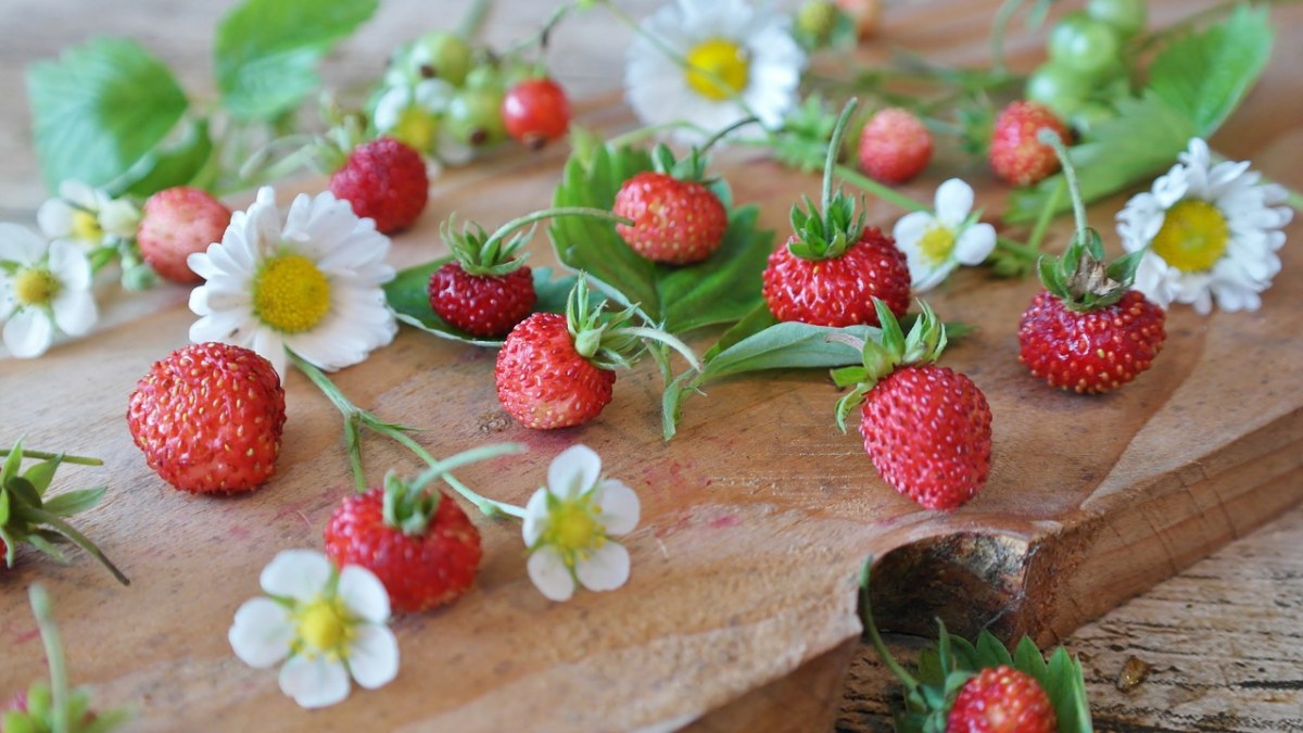 草莓、野草莓、雏菊免费图片