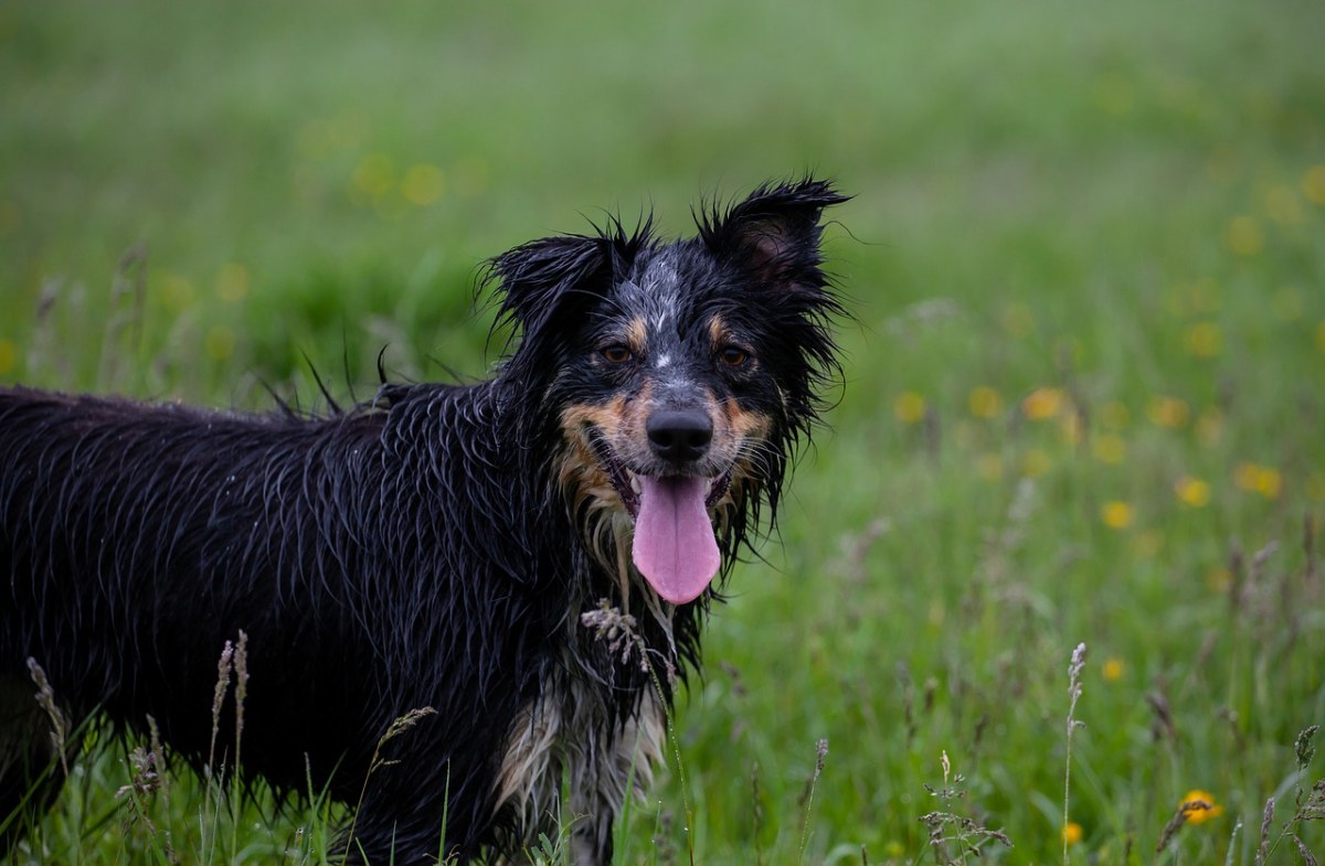 边境牧羊犬,湿狗,牧羊犬