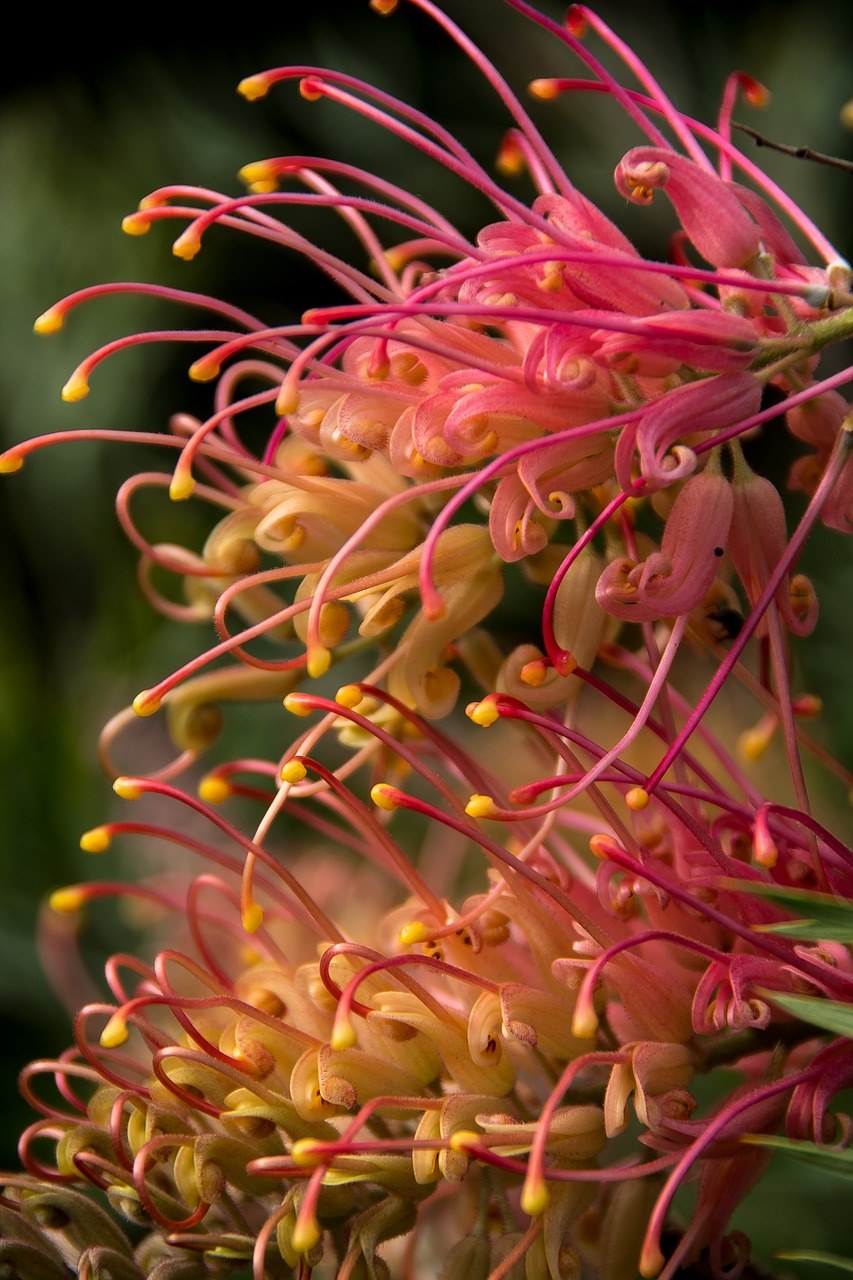 Grevillea、鲜花、澳大利亚免费图片