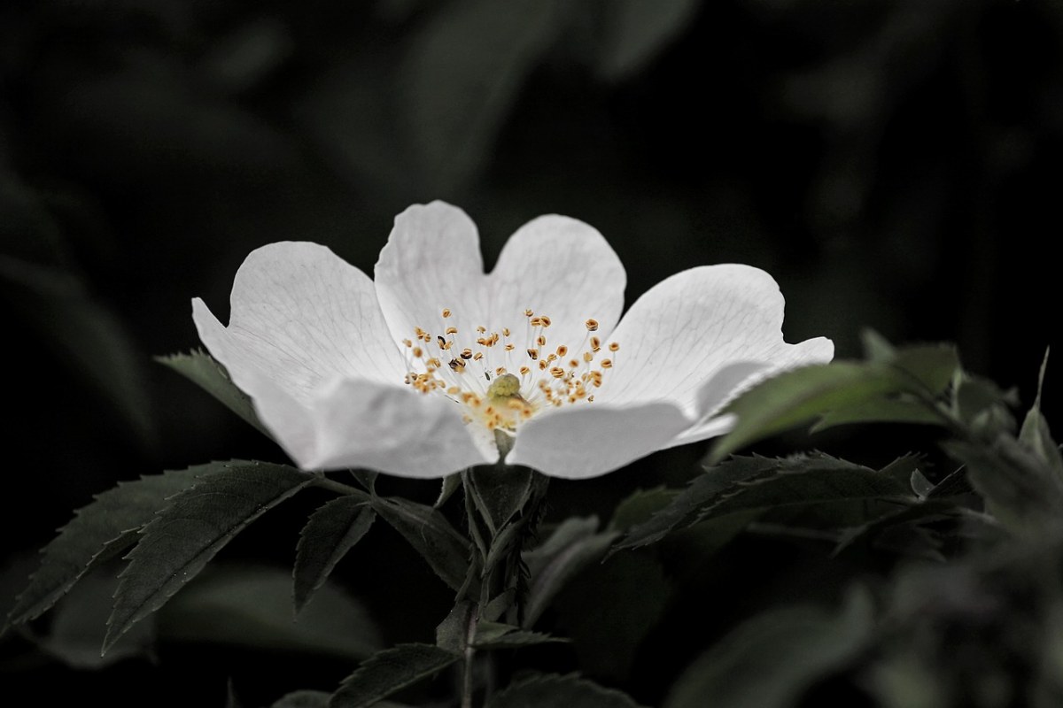 野生玫瑰、开花、白免费图片