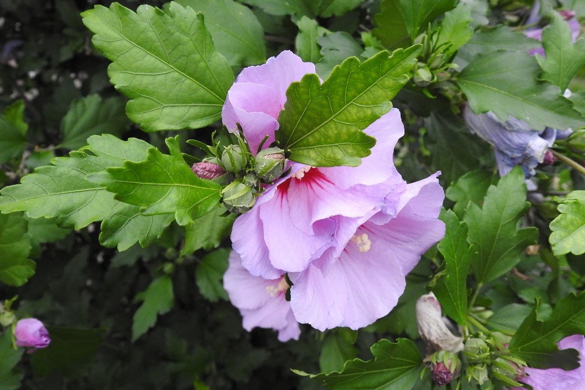 芙蓉、紫色的小花、性质免费图片