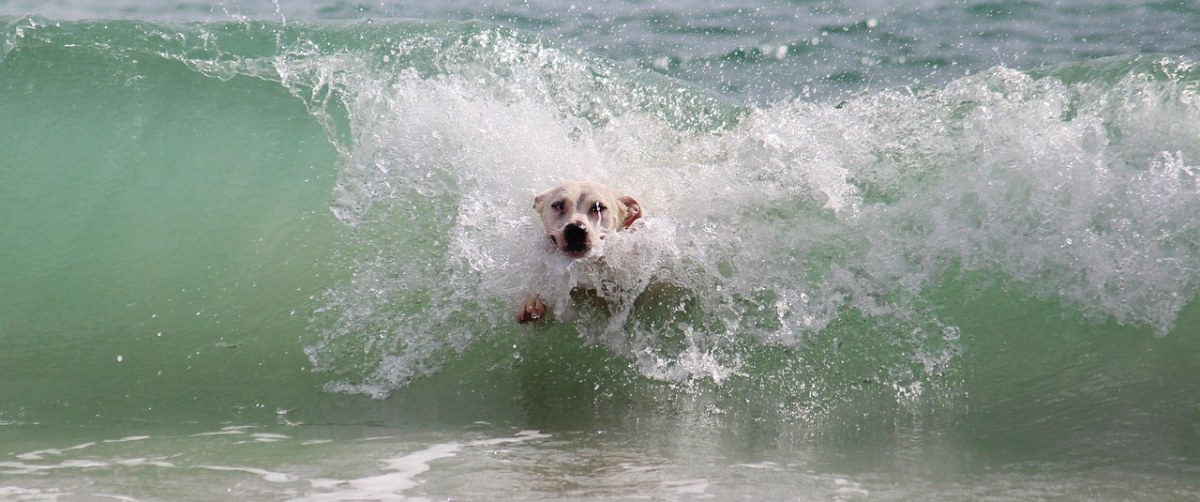 狗、波、冲浪免费图片