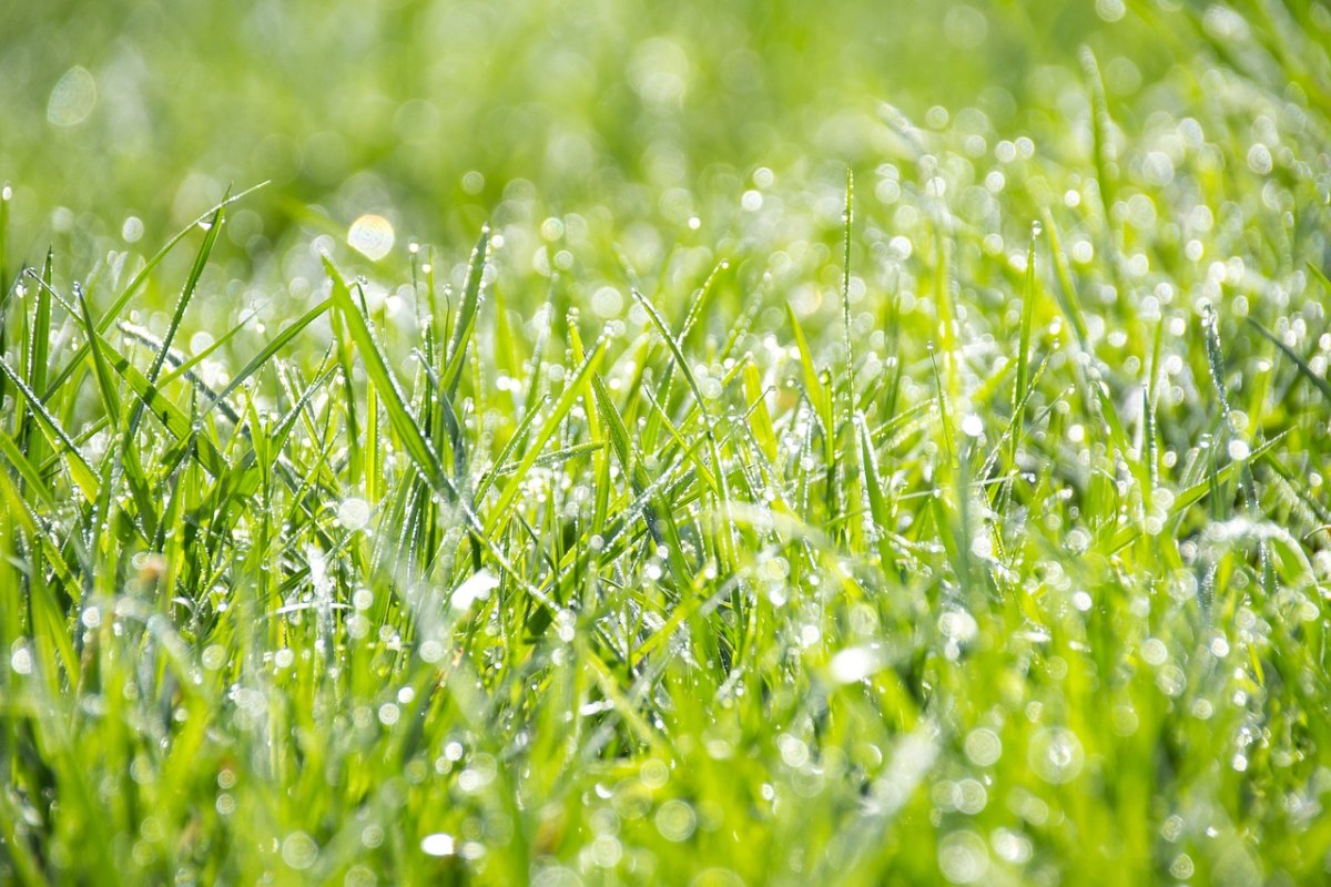 草、绿色、新鲜免费图片