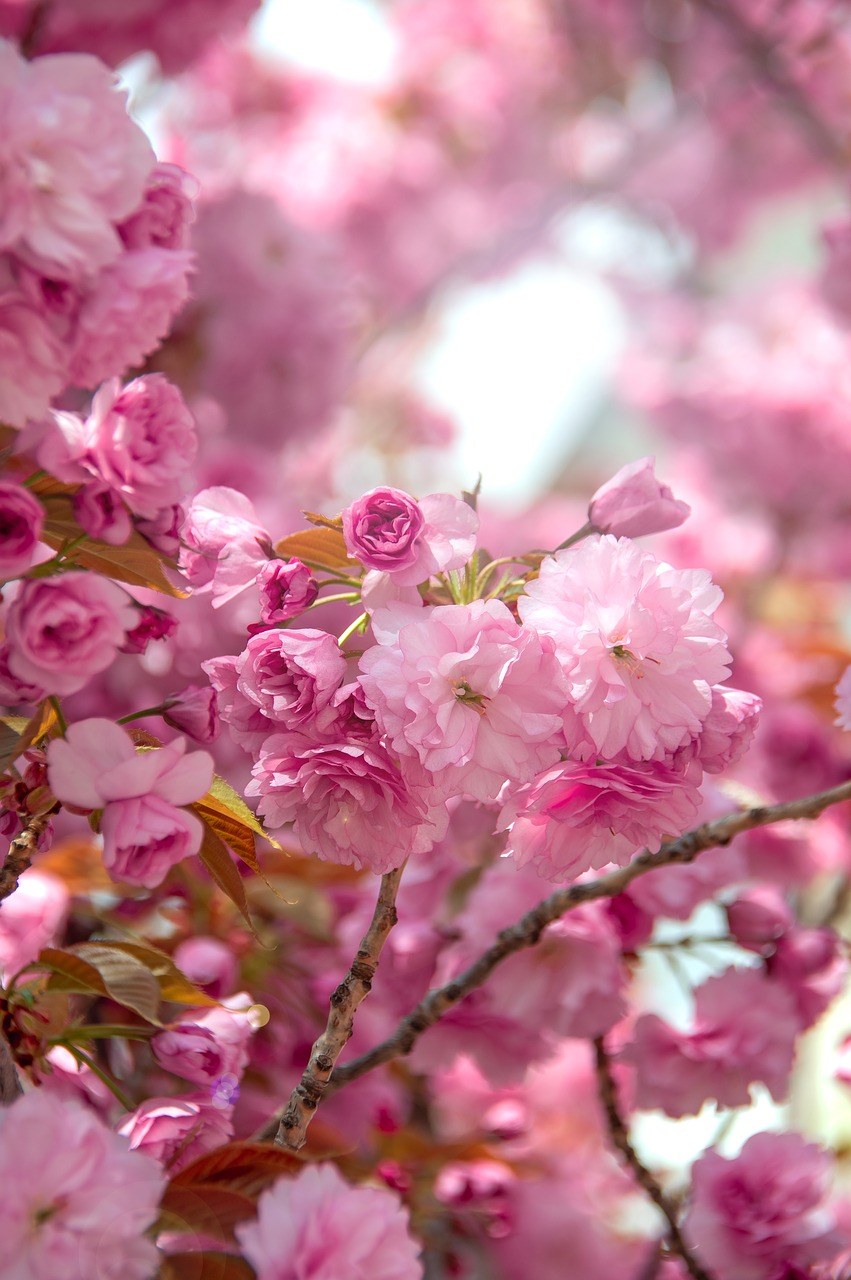春天的粉色樱花免费图片