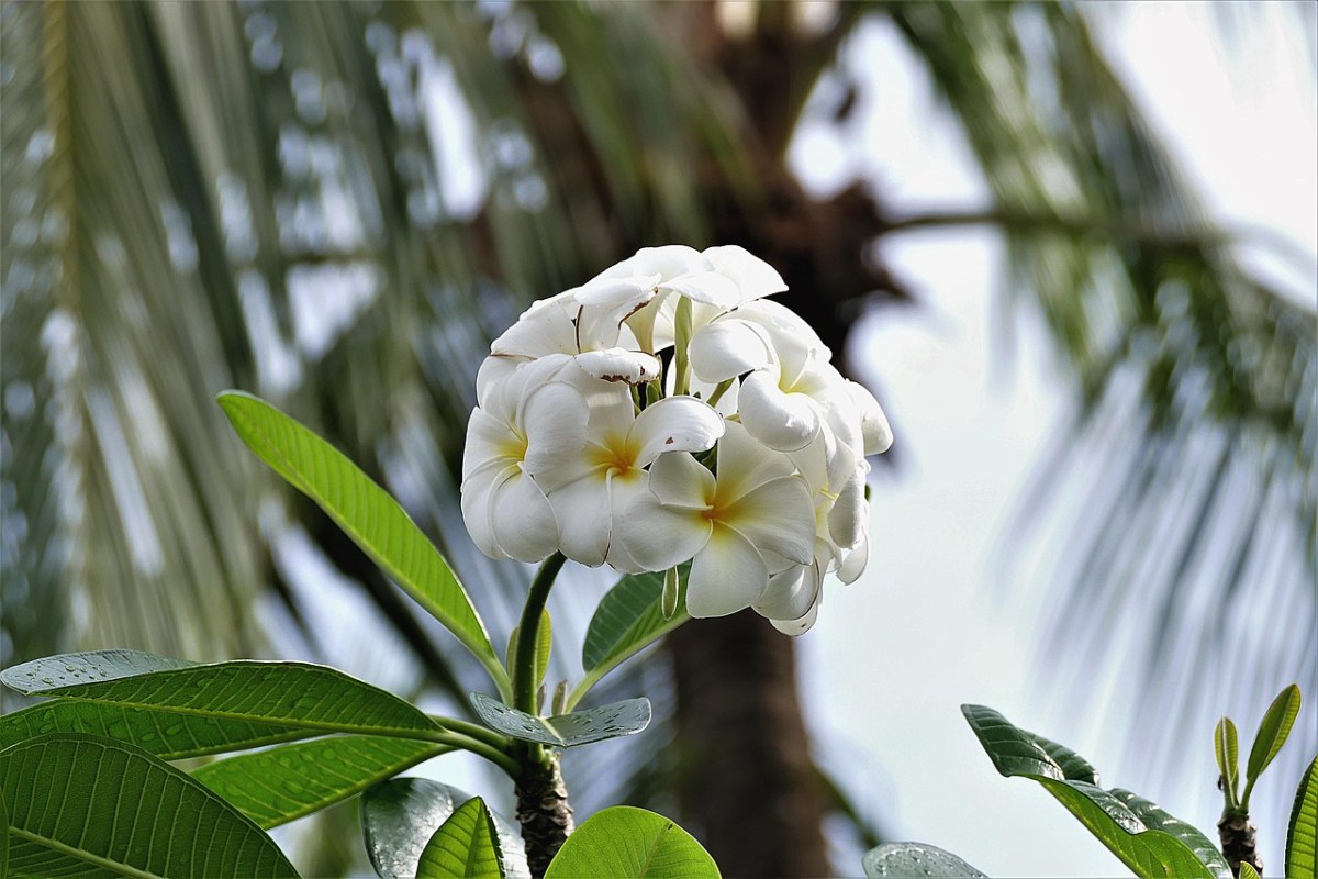 素馨花,花,開花