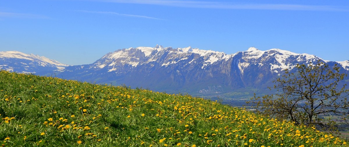 高原山峰残雪与春天草地上的小花朵风景免费图片