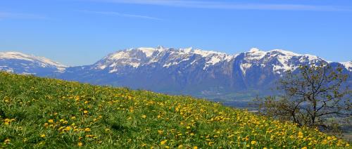 高原山峰残雪与春天草地上的小花朵风景