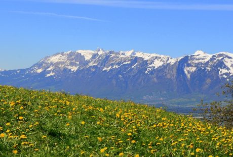 高原山峰残雪与春天草地上的小花朵风景