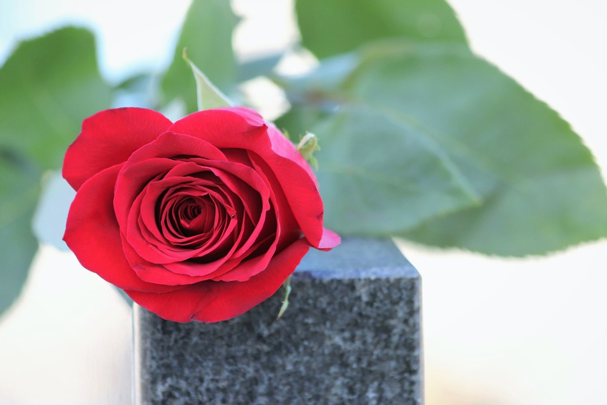 红玫瑰、爱情符号、墓碑免费图片