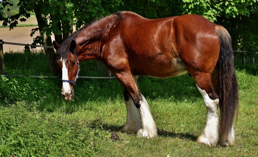 夏尔马,马,耦合