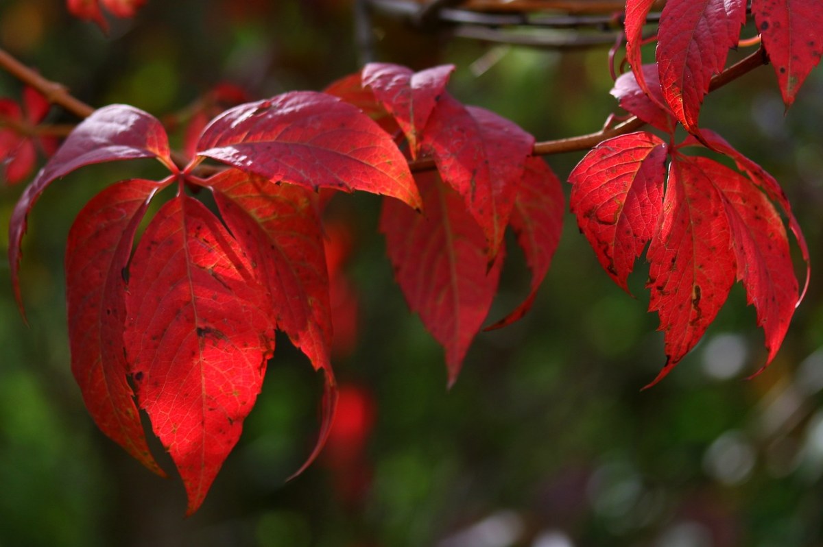 叶子,红色,秋天