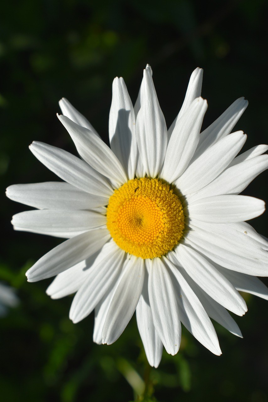 花、白、盛开免费图片