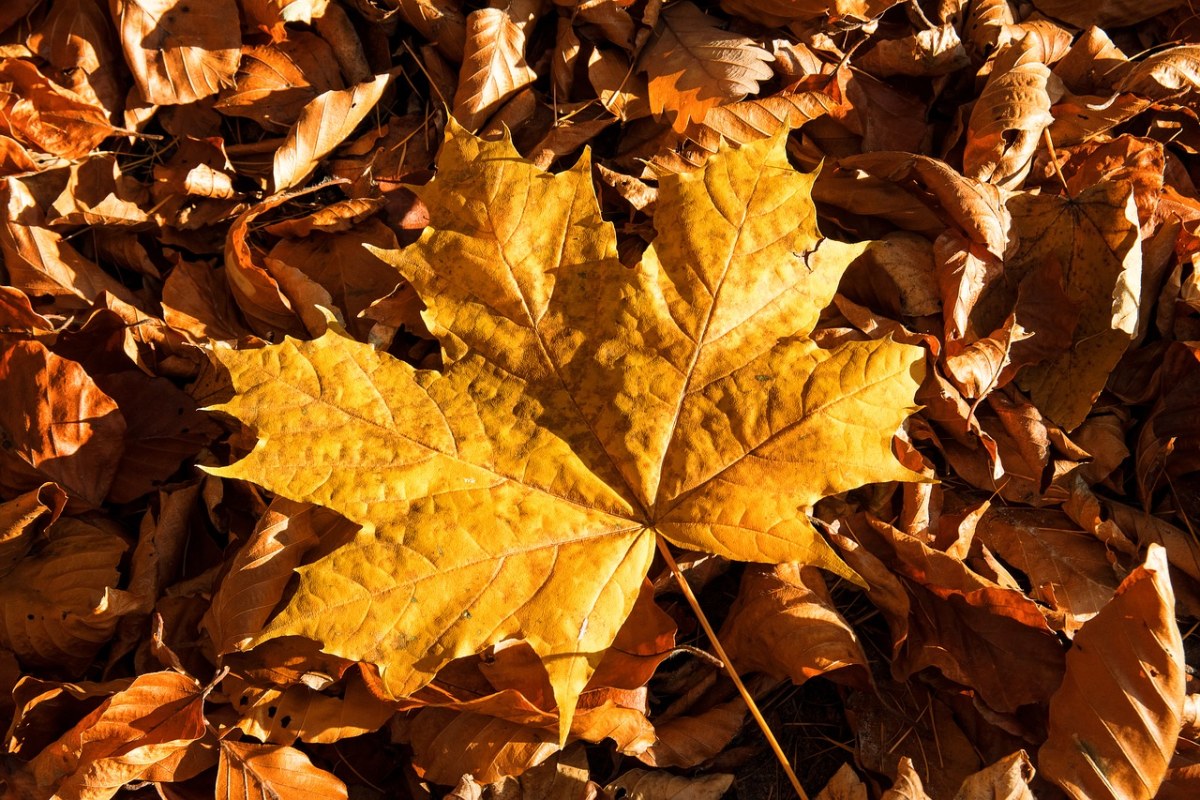 秋天的落叶、叶子、秋天的颜色免费图片