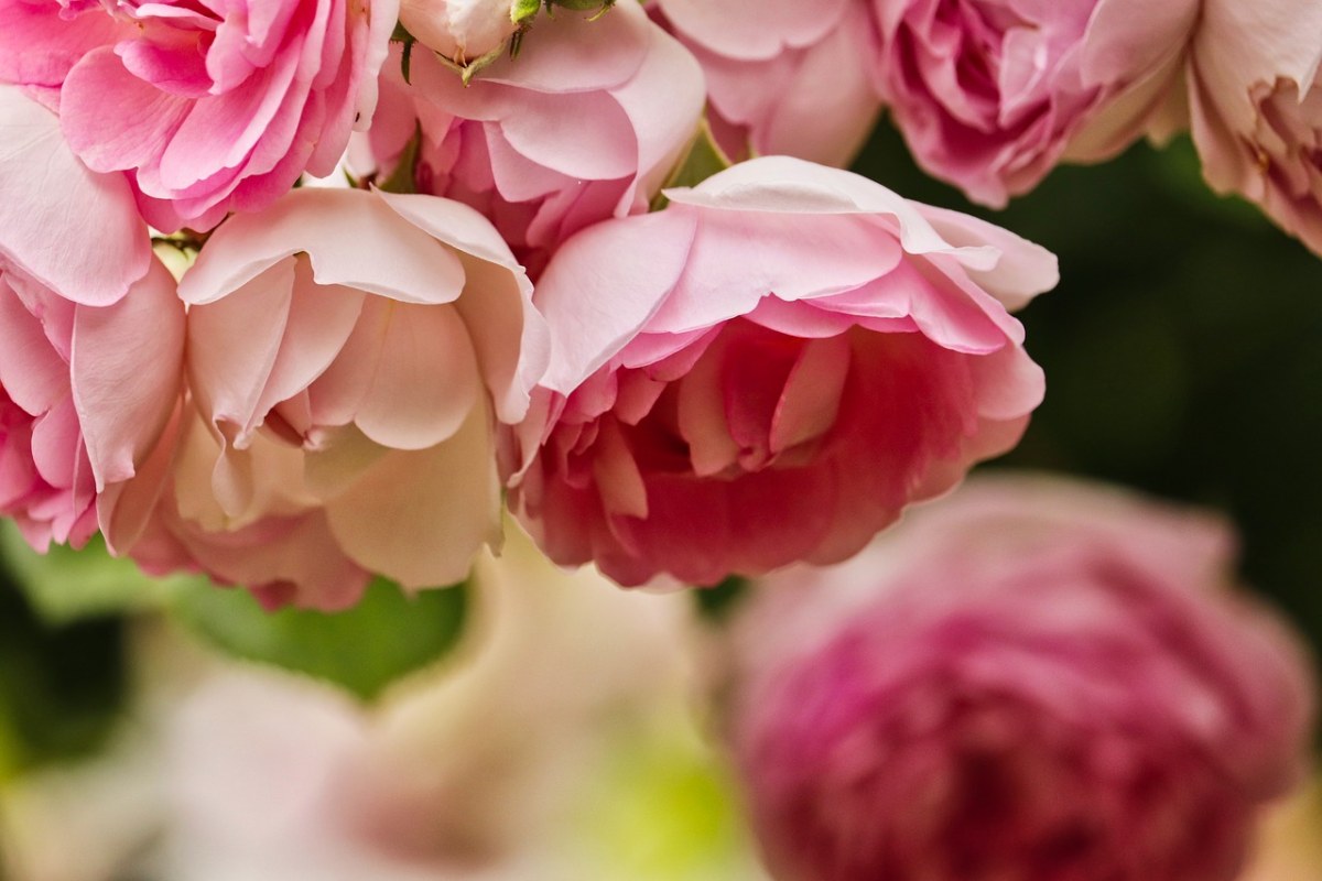 玫瑰、粉红色、浪漫免费图片
