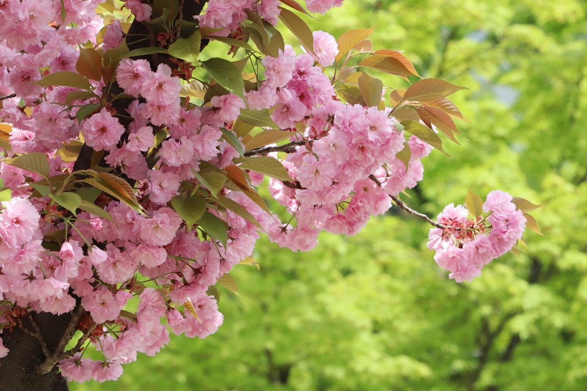 樱花树上的花朵免费图片