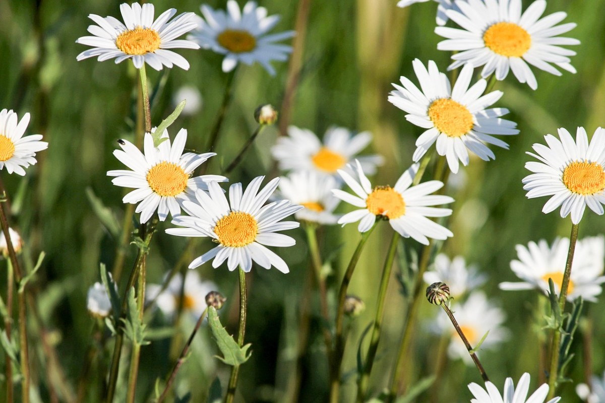 白色的菊科花朵免费图片