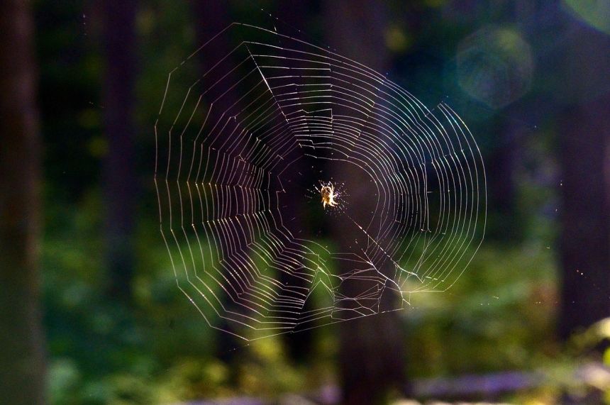 蛛网蜘蛛web