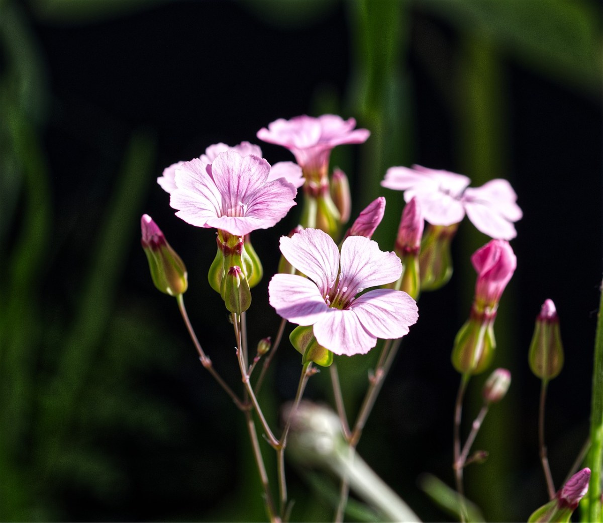 阳光下麦蓝菜的粉色花朵免费图片