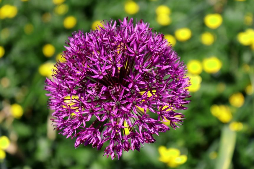 开花,性质,花,星光