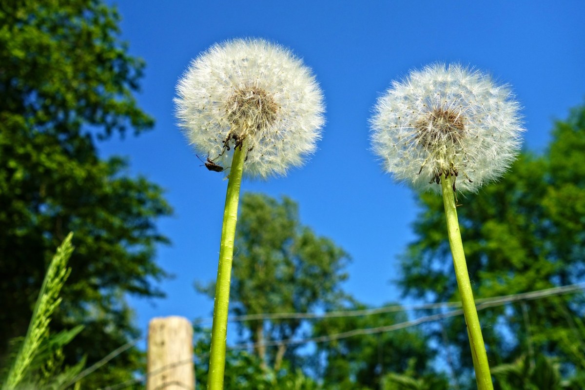 蒲公英、植物、种子的头免费图片