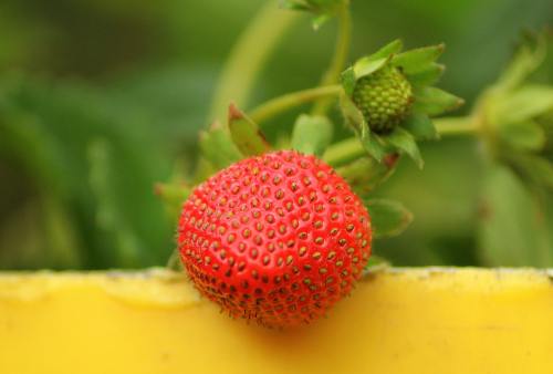 草莓、水果、成熟