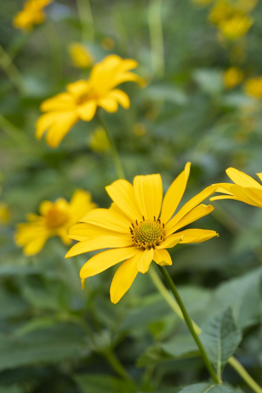 花卉,黄色,绿色