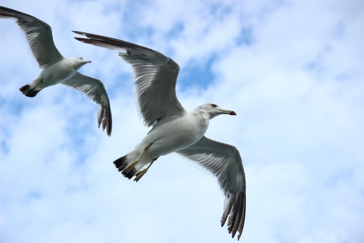 海鸥、天空、飞行免费图片