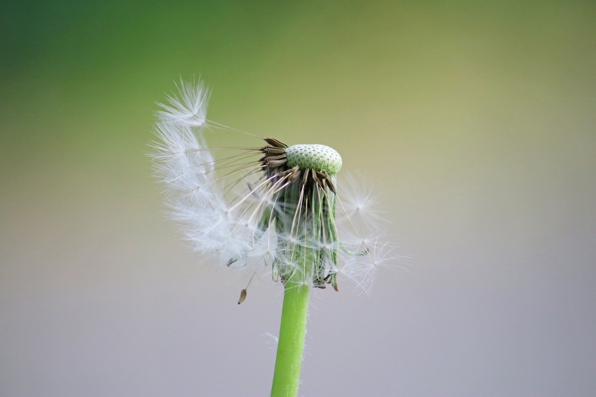 花、种子免费图片