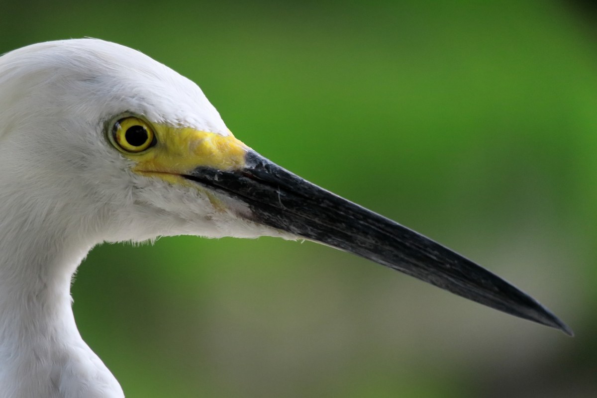 白鹭,佛罗里达州,黑鸟嘴