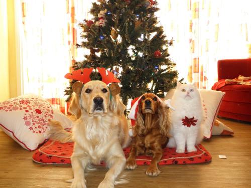宠物、圣诞节、狗
