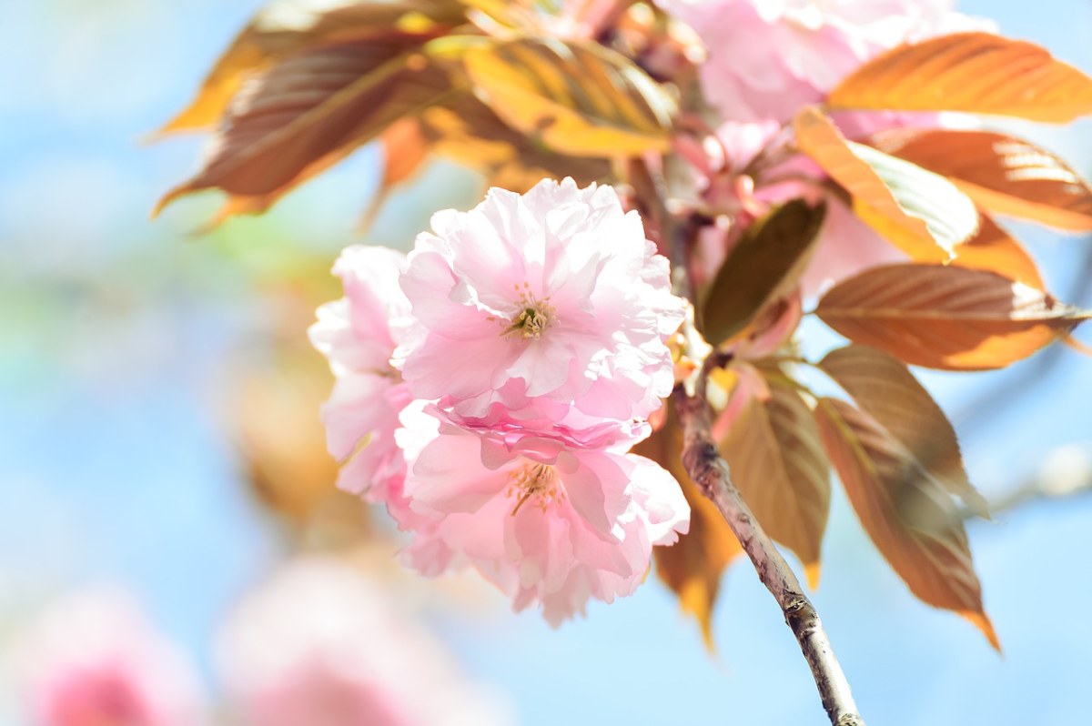春天的樱花花朵特写免费图片