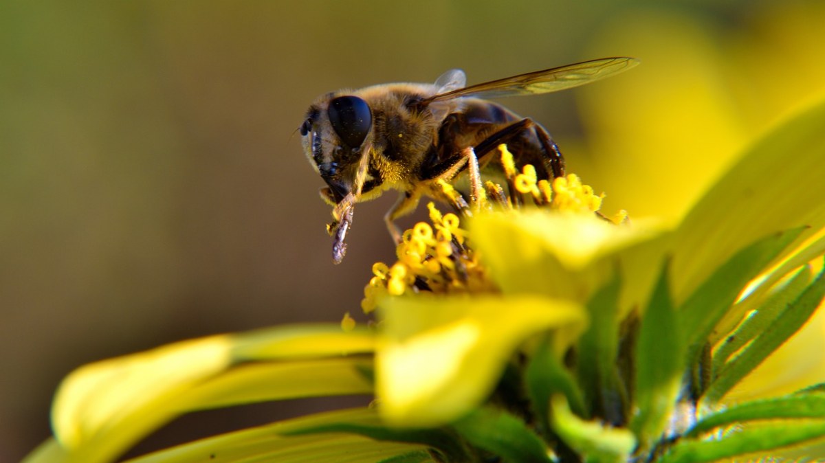 蜜蜂、开花、昆虫免费图片