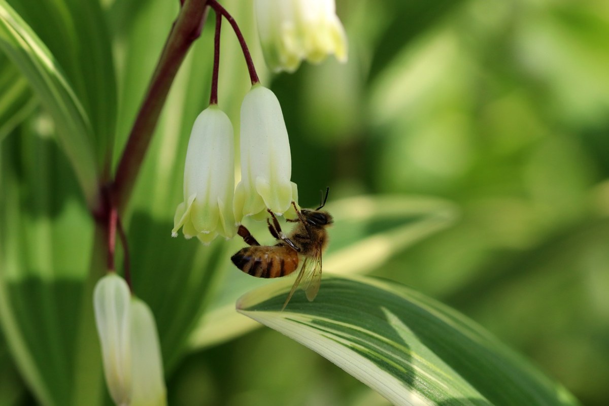 春天蜜蜂采花免费图片
