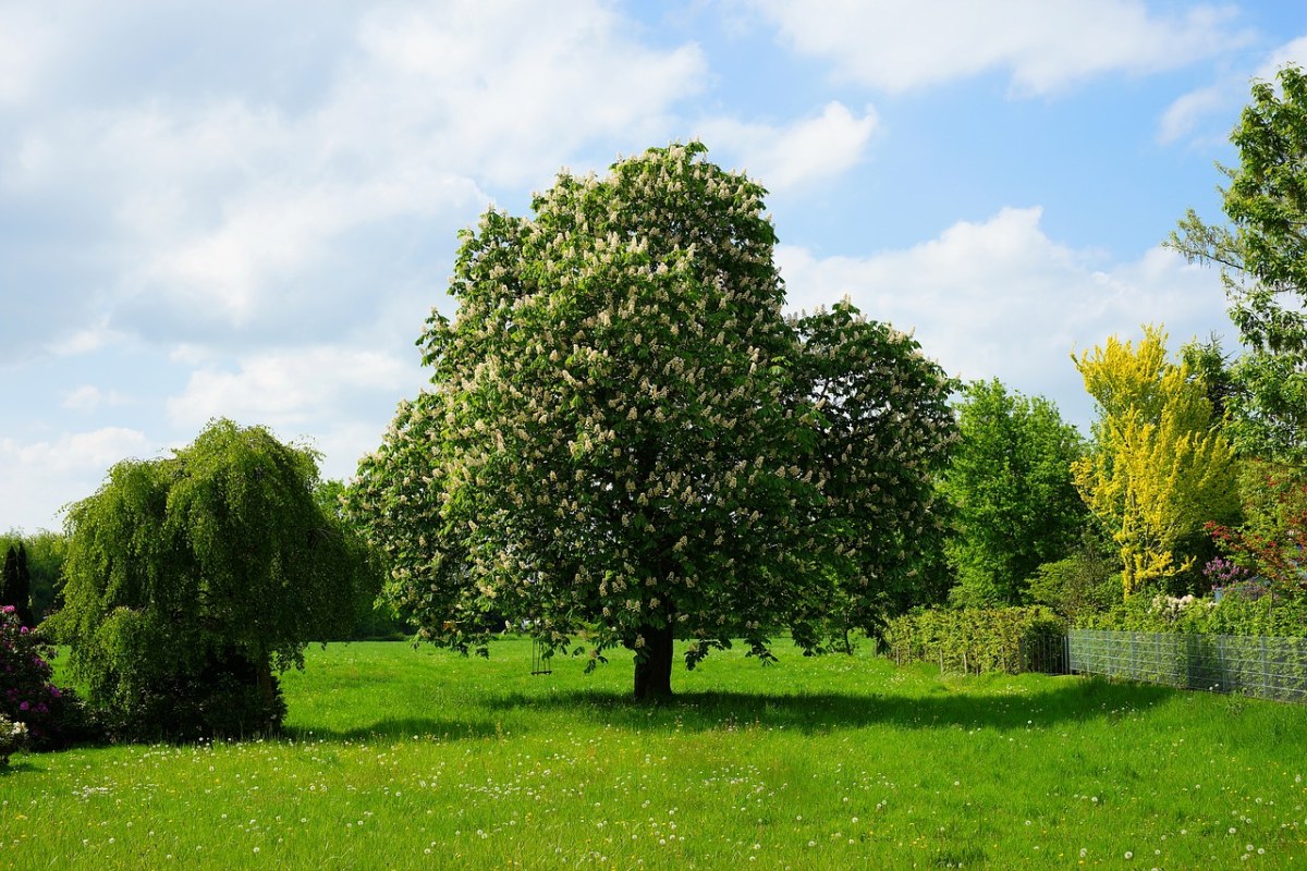 春天花园草地上的树免费图片