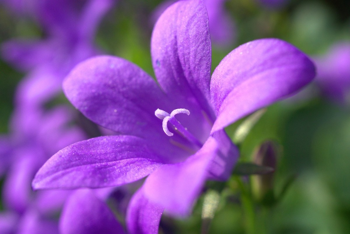 紫色的喇叭花免费图片