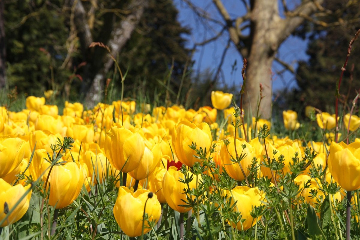 春天、开花、郁金香免费图片