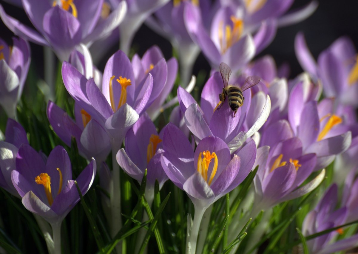 藏红花、蜜蜂、花粉免费图片