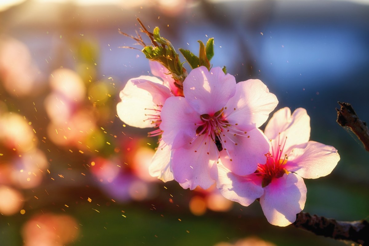春天阳光下的桃花特写免费图片