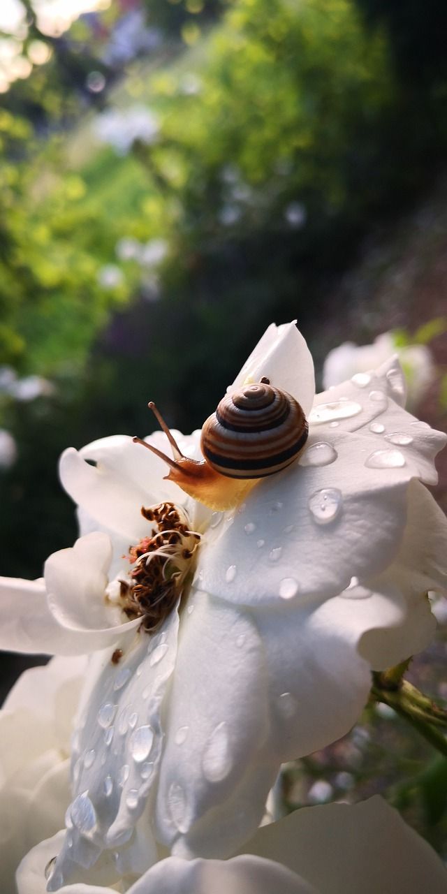 蜗牛,玫瑰,花园