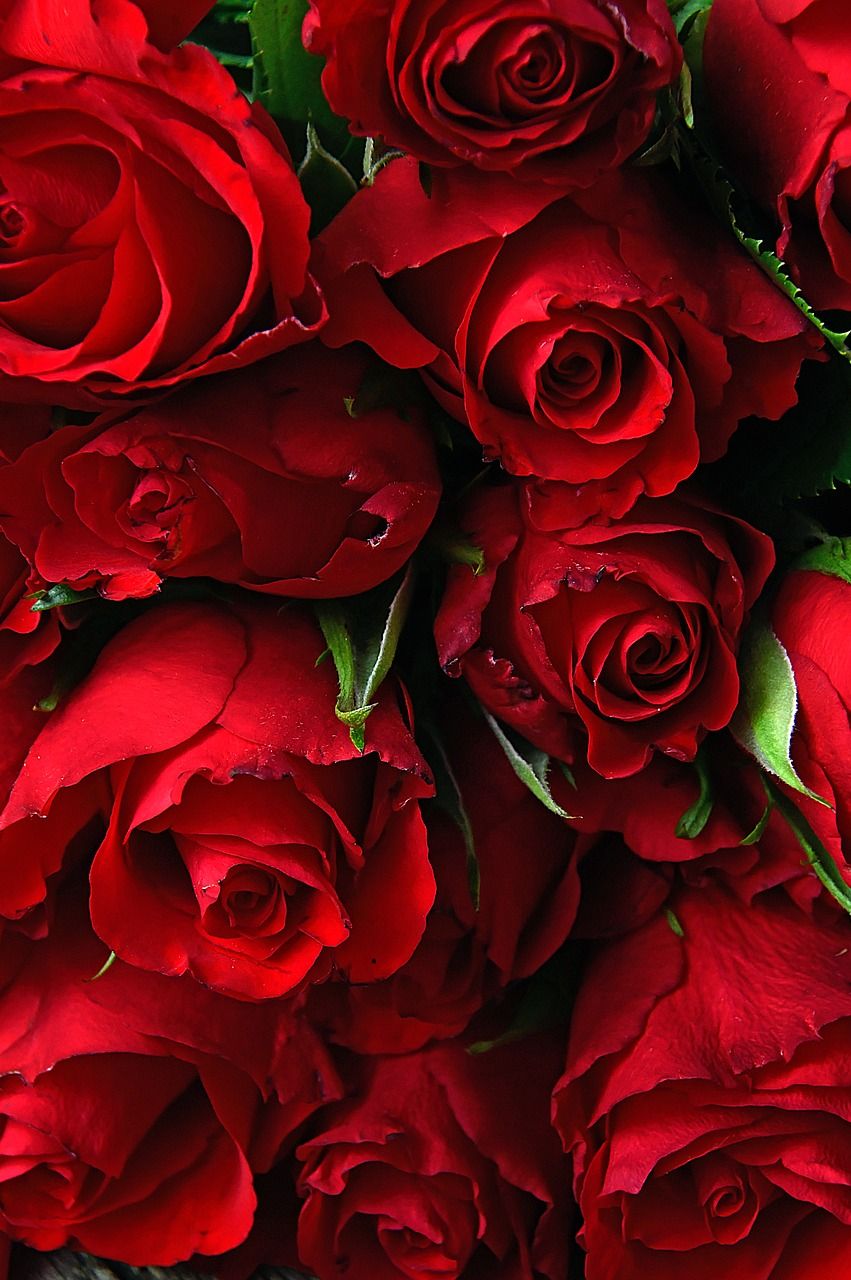 浪漫玫瑰花手机壁纸图片