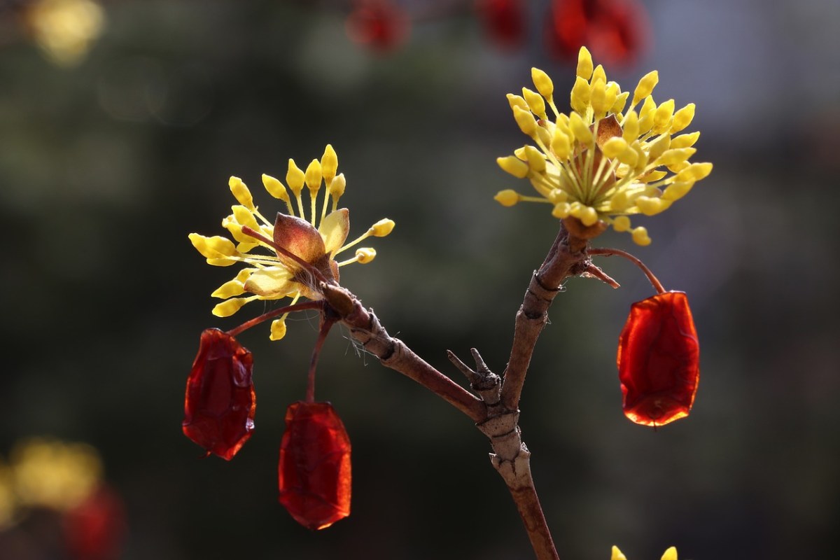 春天山茱萸的花朵免费图片