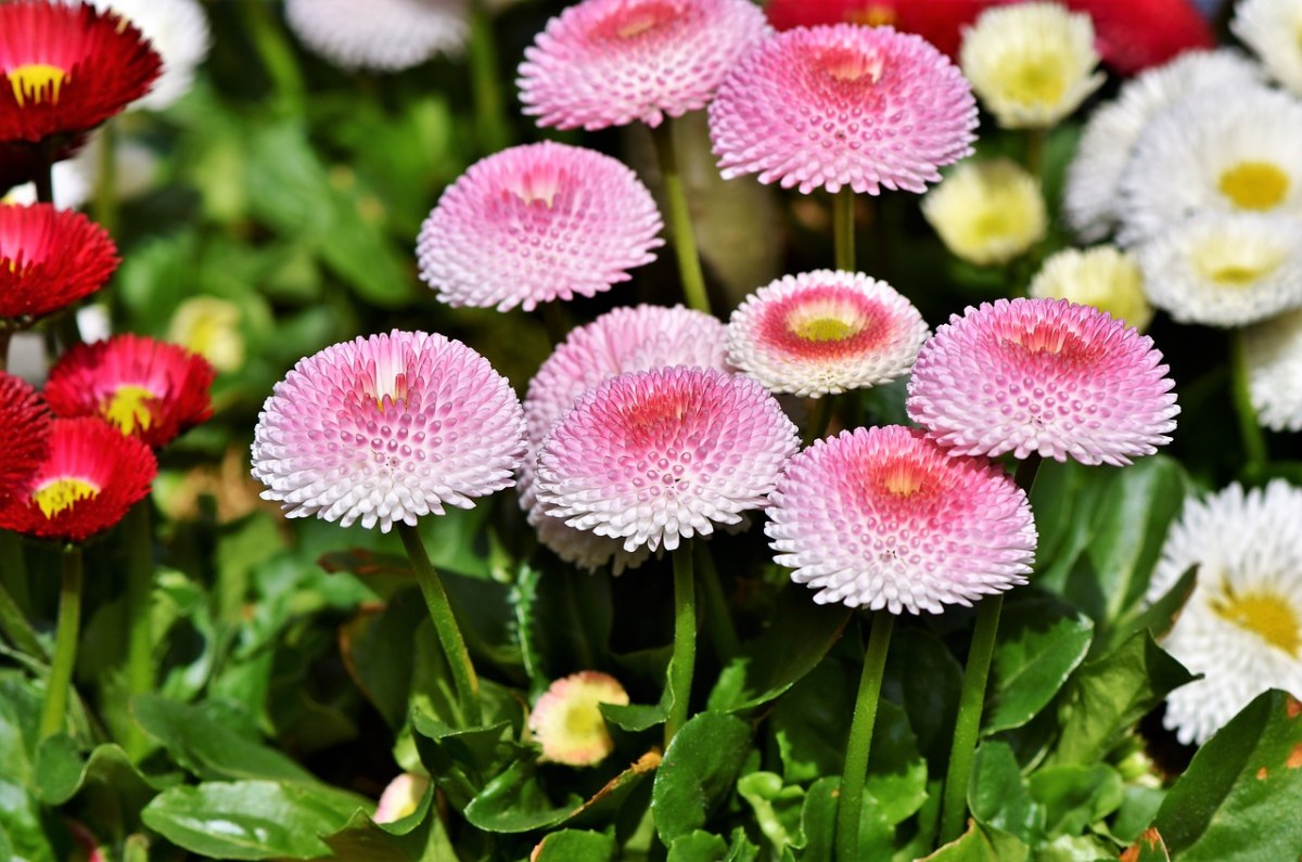 粉色的圆形雏菊花朵免费图片