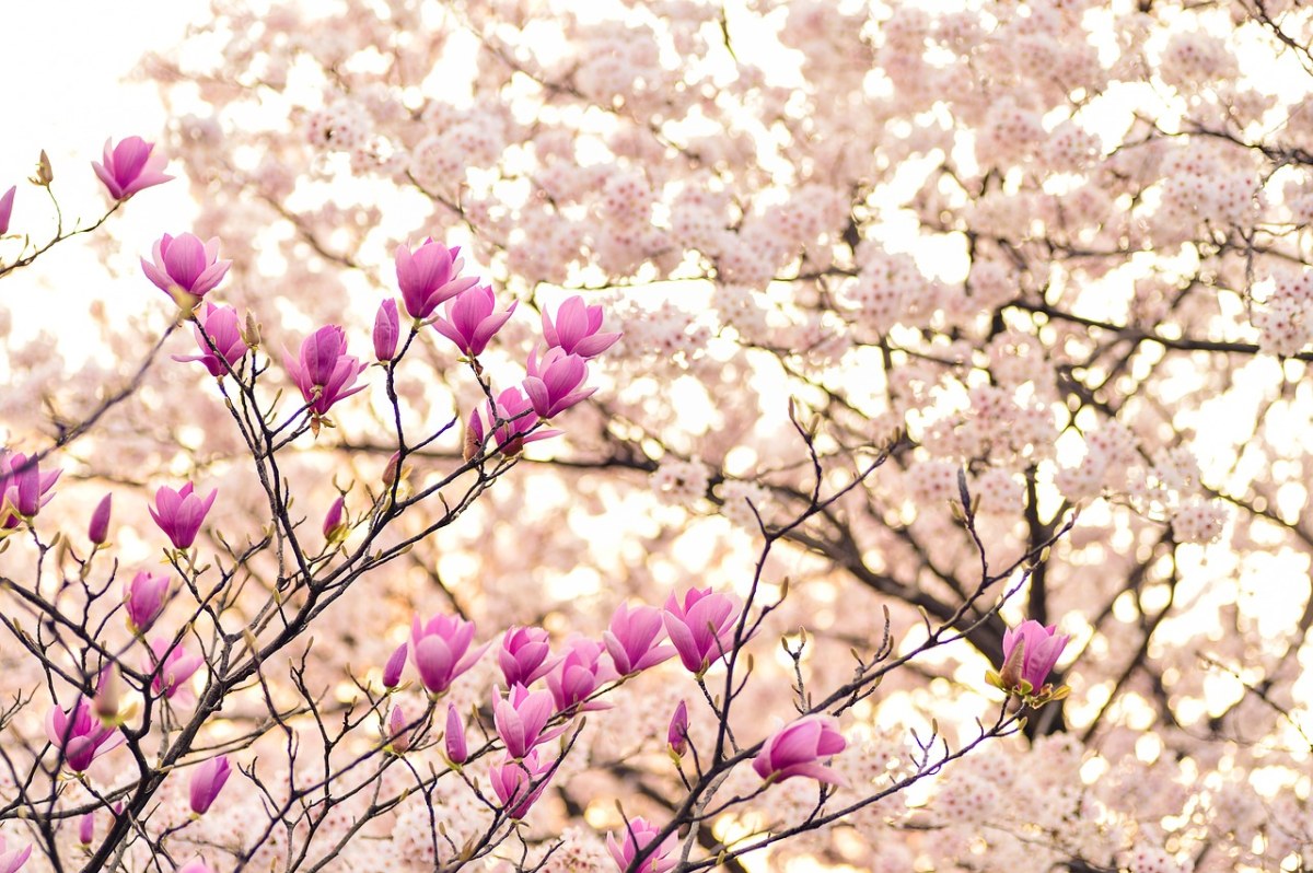 日本、景观、春天免费图片