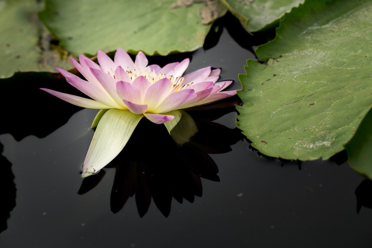 水百合,簇簇澄,水生植物