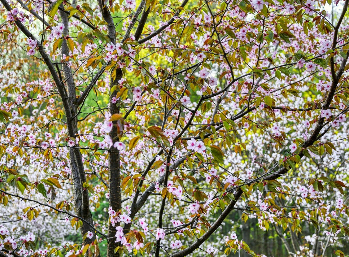 开花的樱花树免费图片
