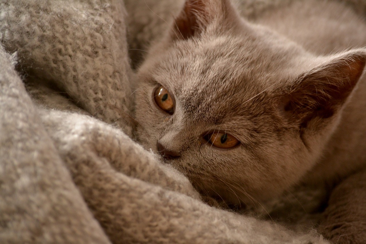 褐色,猫,动物