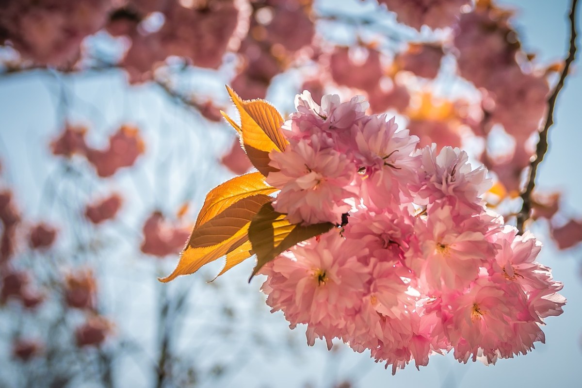 春天的粉色樱花免费图片