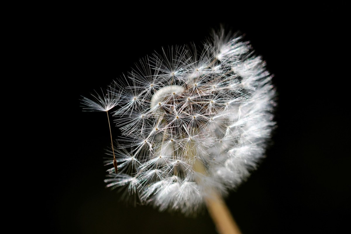 蒲公英、花、性质免费图片