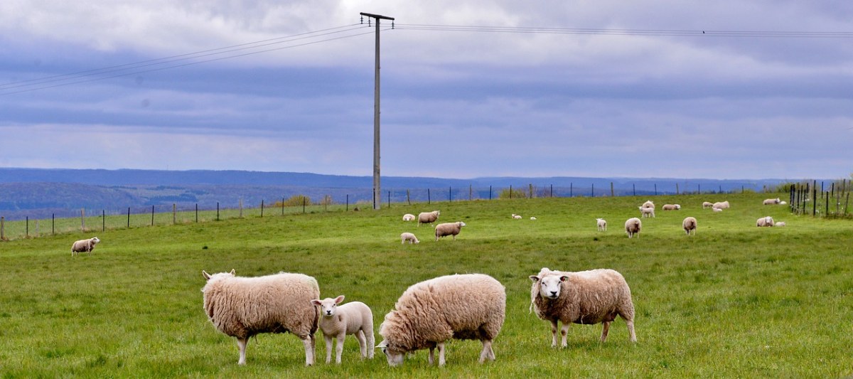 牧场草地上的绵羊群免费图片